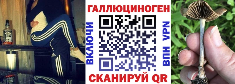 mega tor  Реутов  Псилоцибиновые грибы Psilocybe 